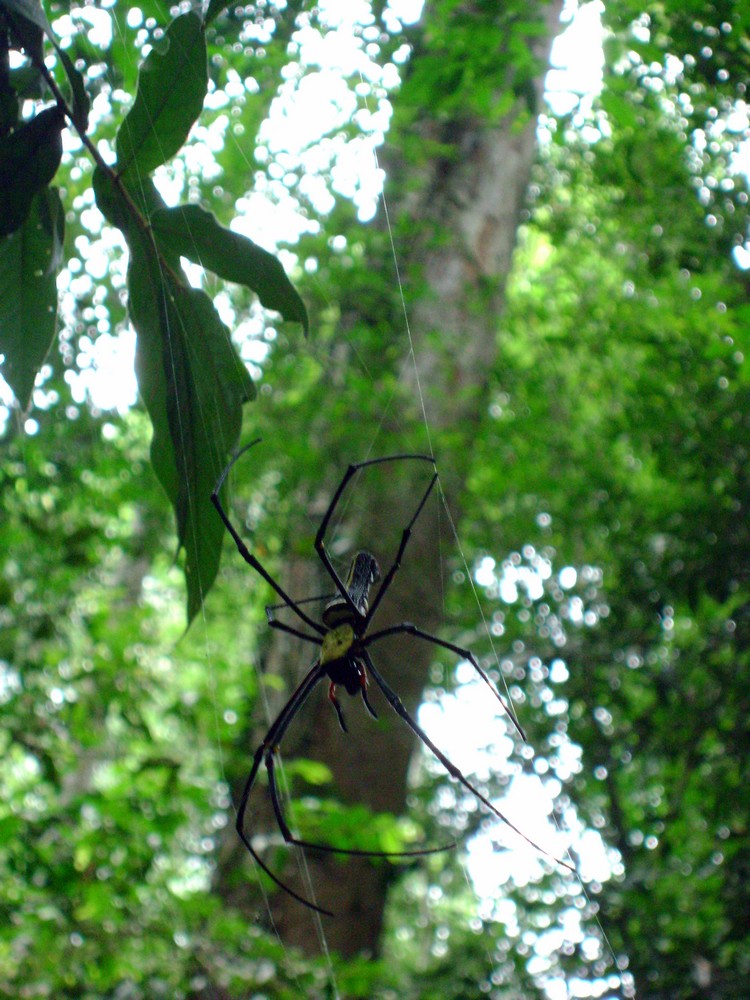 Golden web spider